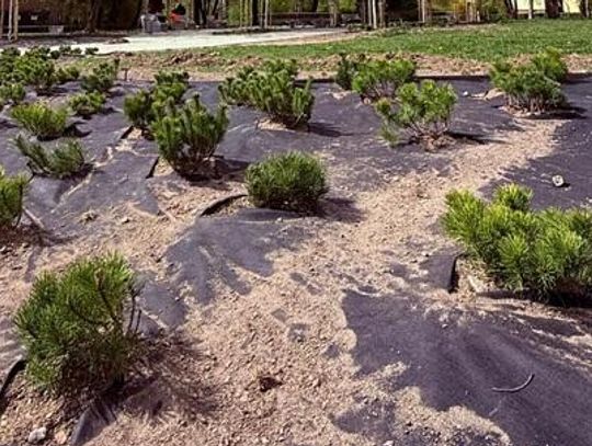 Wiosenne nasadzenia w Lublinie. Skwery przy Radzyńskiej i Herbowej zyskają nowe oblicze