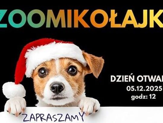 „Zoomikołajki” w lubelskim schronisku: świąteczne atrakcje i promocja adopcji zwierząt