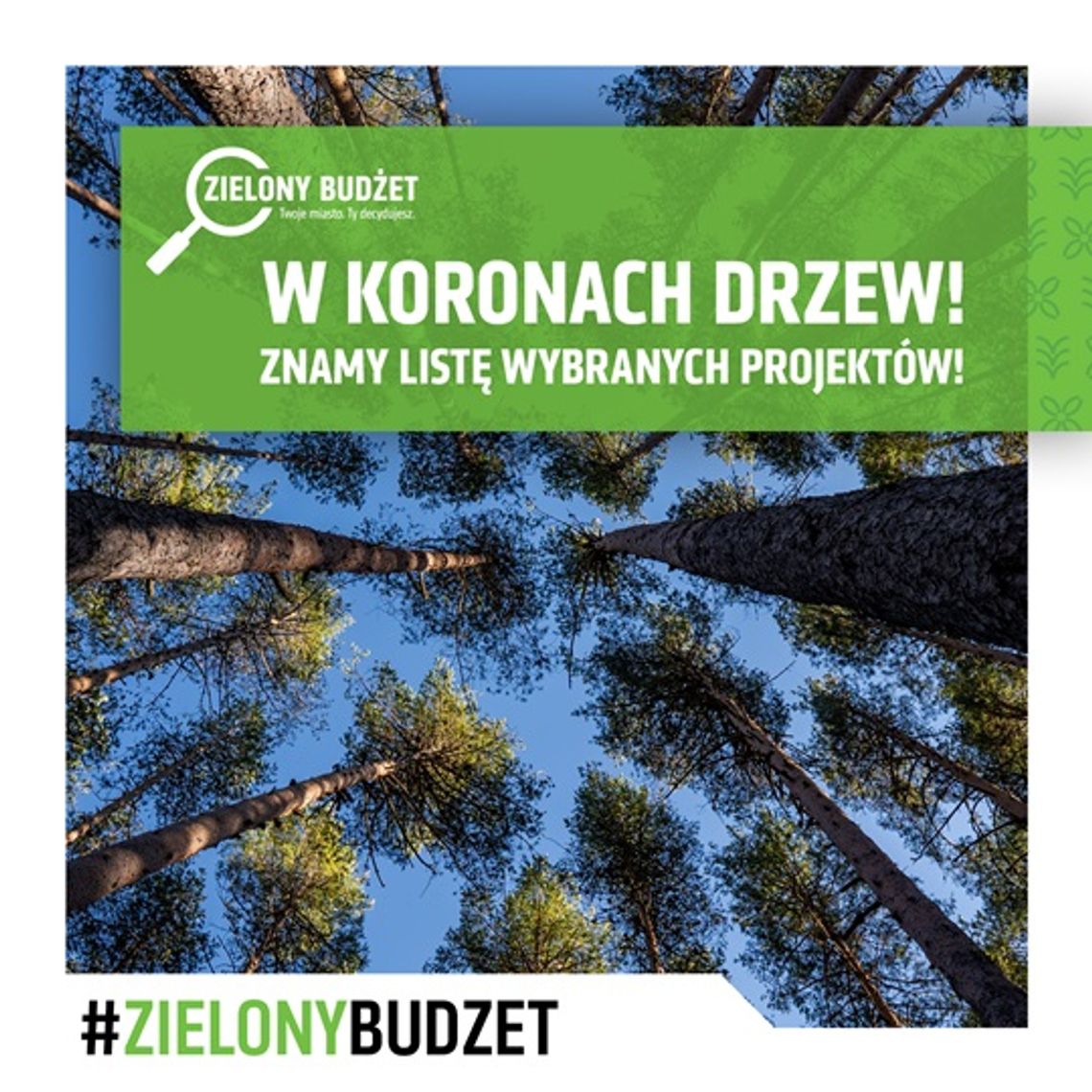 30 projektów zadba o drzewa w Lublinie