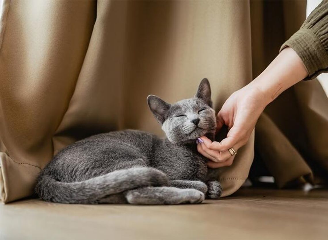 68 proc. Polaków myśli, że kot ich ignoruje. Eksperci: to nie obojętność, tylko kocia komunikacja