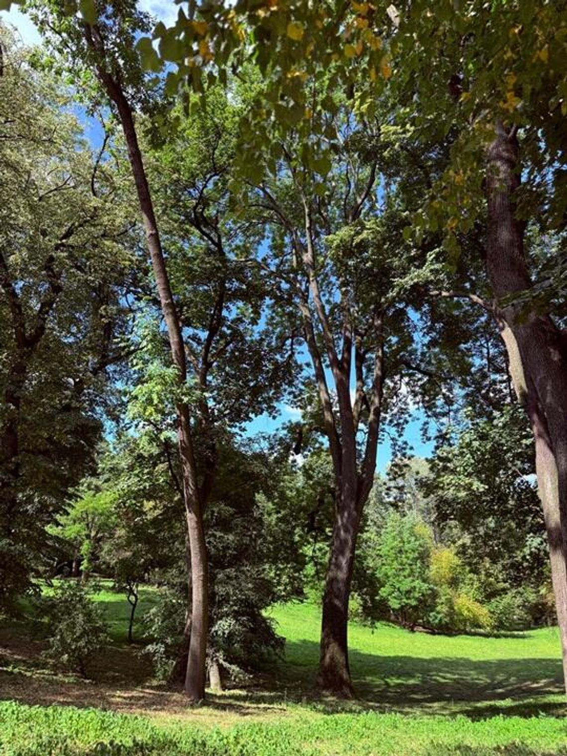 875 drzew pod specjalną opieką! Lublin dba o zieleń w ramach Zielonego Budżetu