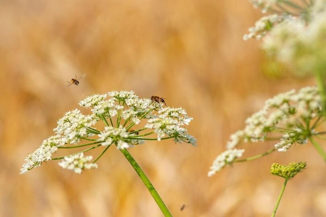 Barszcz Sosnowskiego – obcy i niebezpieczny