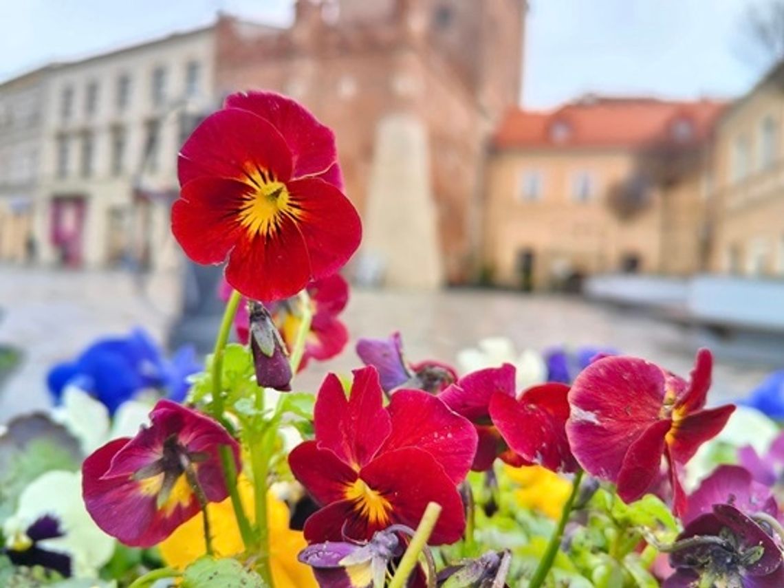 Bratki z miejskich kwietników czekają na chętnych.