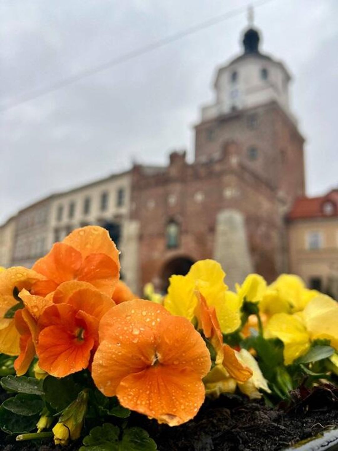 Bratku, przyjdź po bratka! - Lublin rozda 1.5 tys. kwiatów