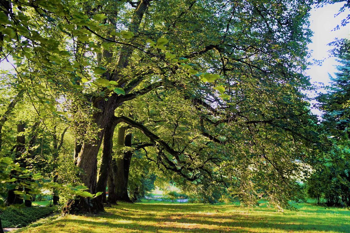 Dzień Drzewa w Ogrodzie Botanicznym UMCS - rejestracja