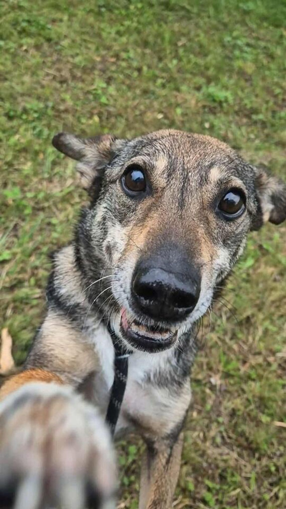 Dzień Otwarty w Schronisku dla Bezdomnych Zwierząt w Lublinie już 4 października