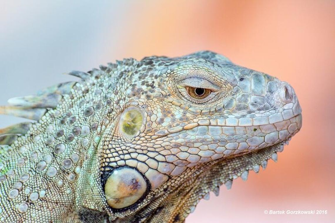 Dzień Otwarty w Schronisku w Lublinie – psy, koty i egzotarium pełne niezwykłych zwierząt