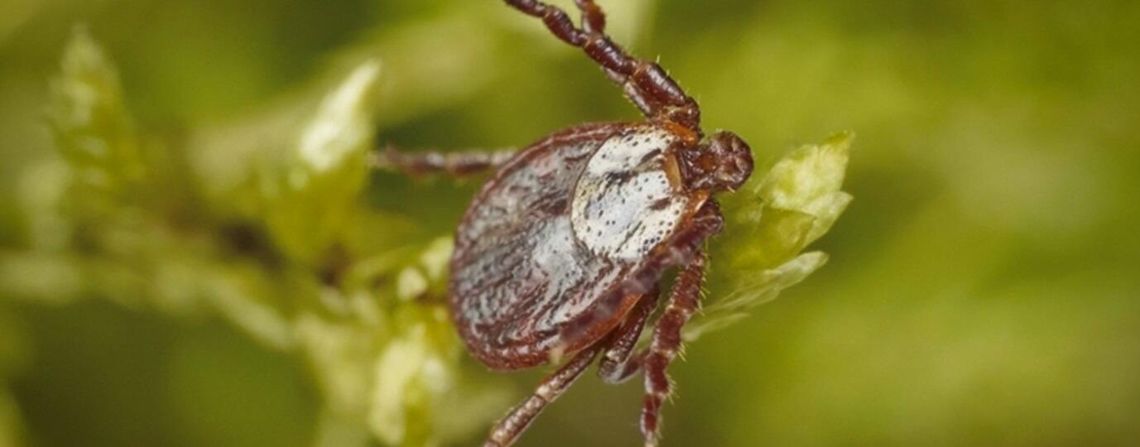 Eksperci: kleszcze nie tylko w lasach - rośnie zagrożenie KZM Eksperci: kleszcze nie tylko w lasach - rośnie zagrożenie KZM