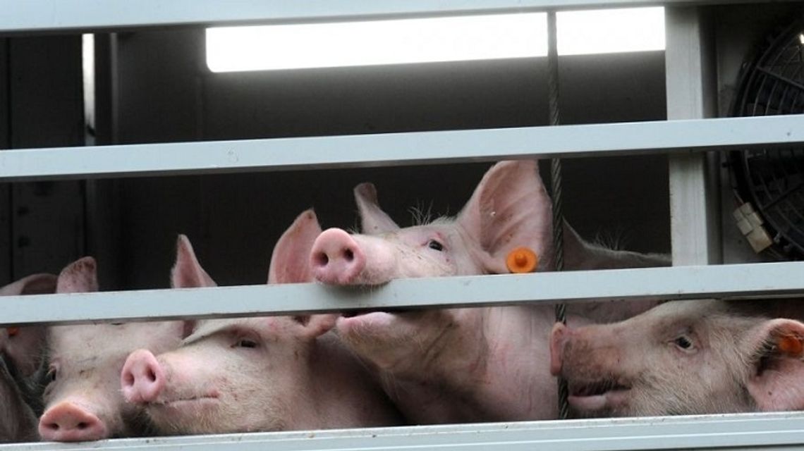 Europarlament wezwał Komisję do wprowadzenia zakazu hodowli klatkowych