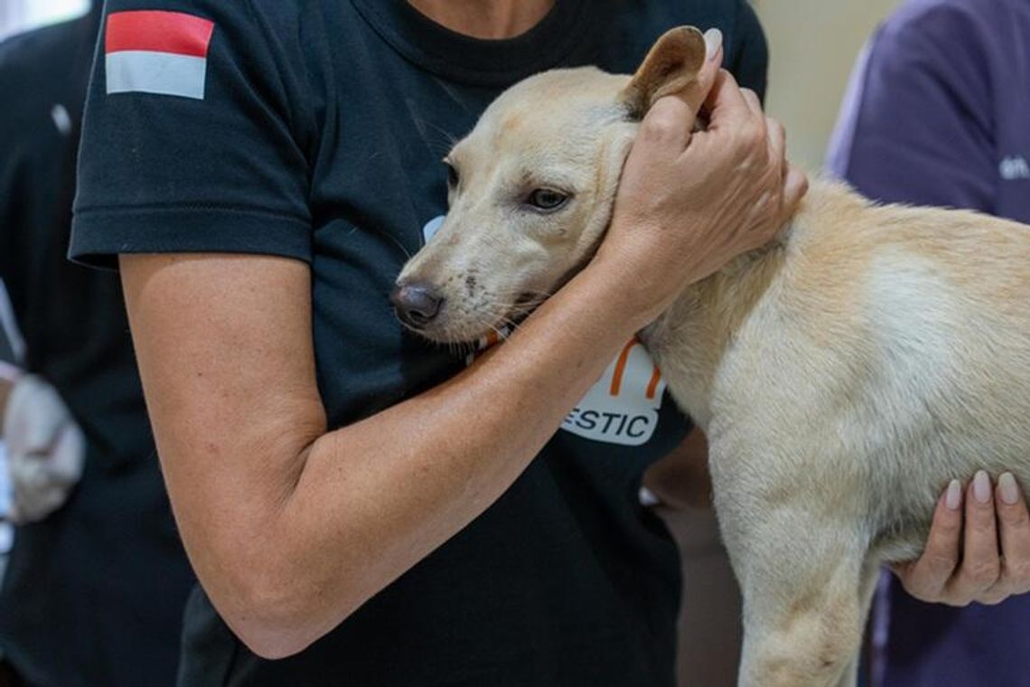 Gdzie psom żyje się najlepiej i najgorzej? Ten ranking może zaskoczyć Gdzie psom żyje się najlepiej i najgorzej? Ten ranking może zaskoczyć