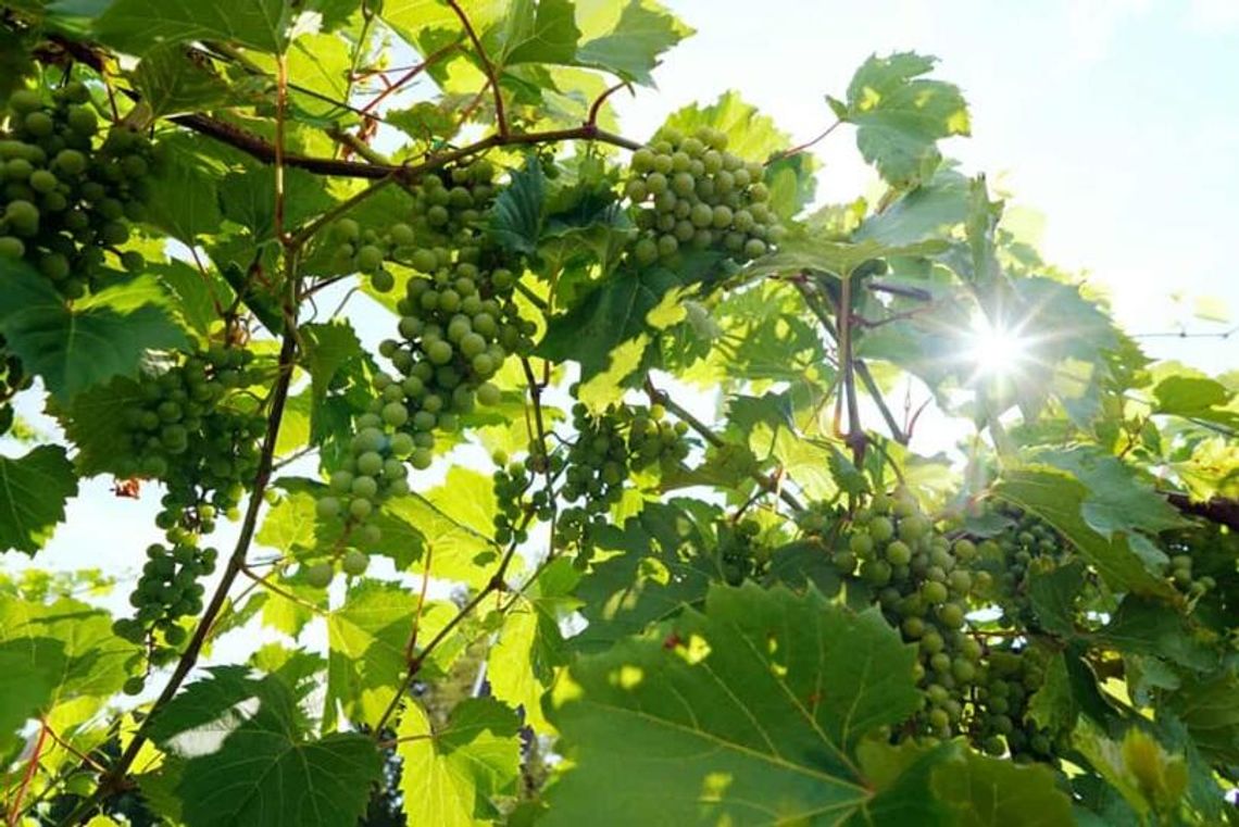 Gdzie złapać ostatnie promienie lata – 5 pomysłów na krótki wypad z Lublina