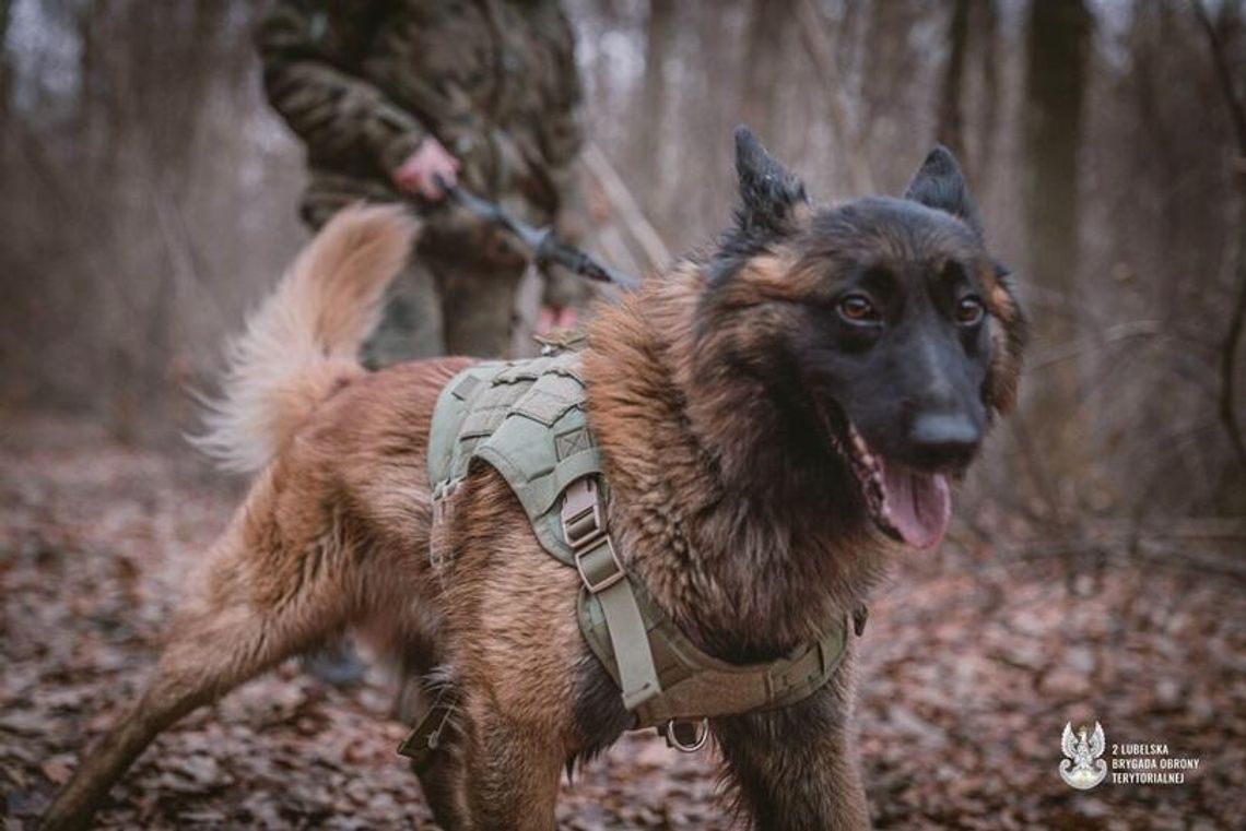 Grupa K9 2 Lubelskiej Brygady OT przygotowuje się do wyzwań