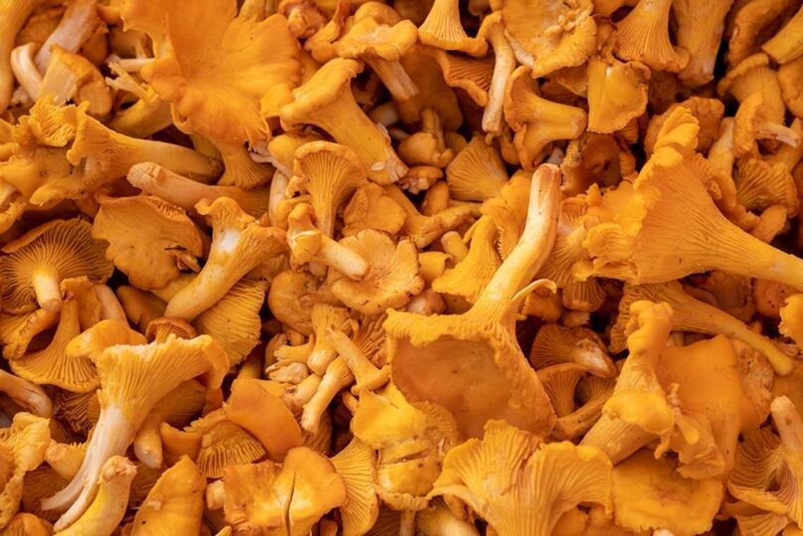 Ile kosztują kurki w Lublinie? Sprawdziliśmy ceny. Za kilogram zapłacisz nawet 120 zł Ile kosztują kurki w Lublinie? Sprawdziliśmy ceny. Za kilogram zapłacisz nawet 120 zł