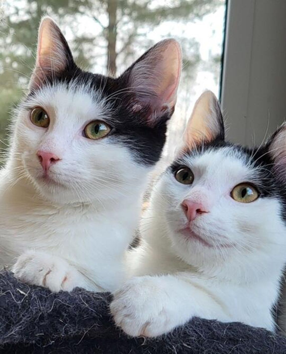 Kto uratuje kotka? - aukcja Fundacji Kocie Anioły