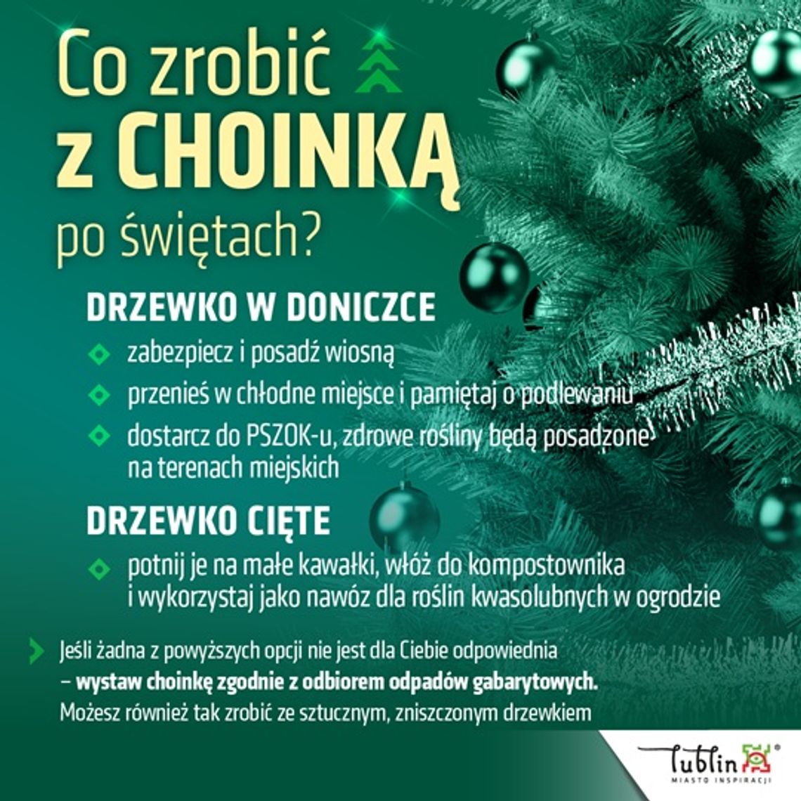 Lublin zbiera poświąteczne choinki w donicach. Drzewka trafią na miejskie tereny zielone