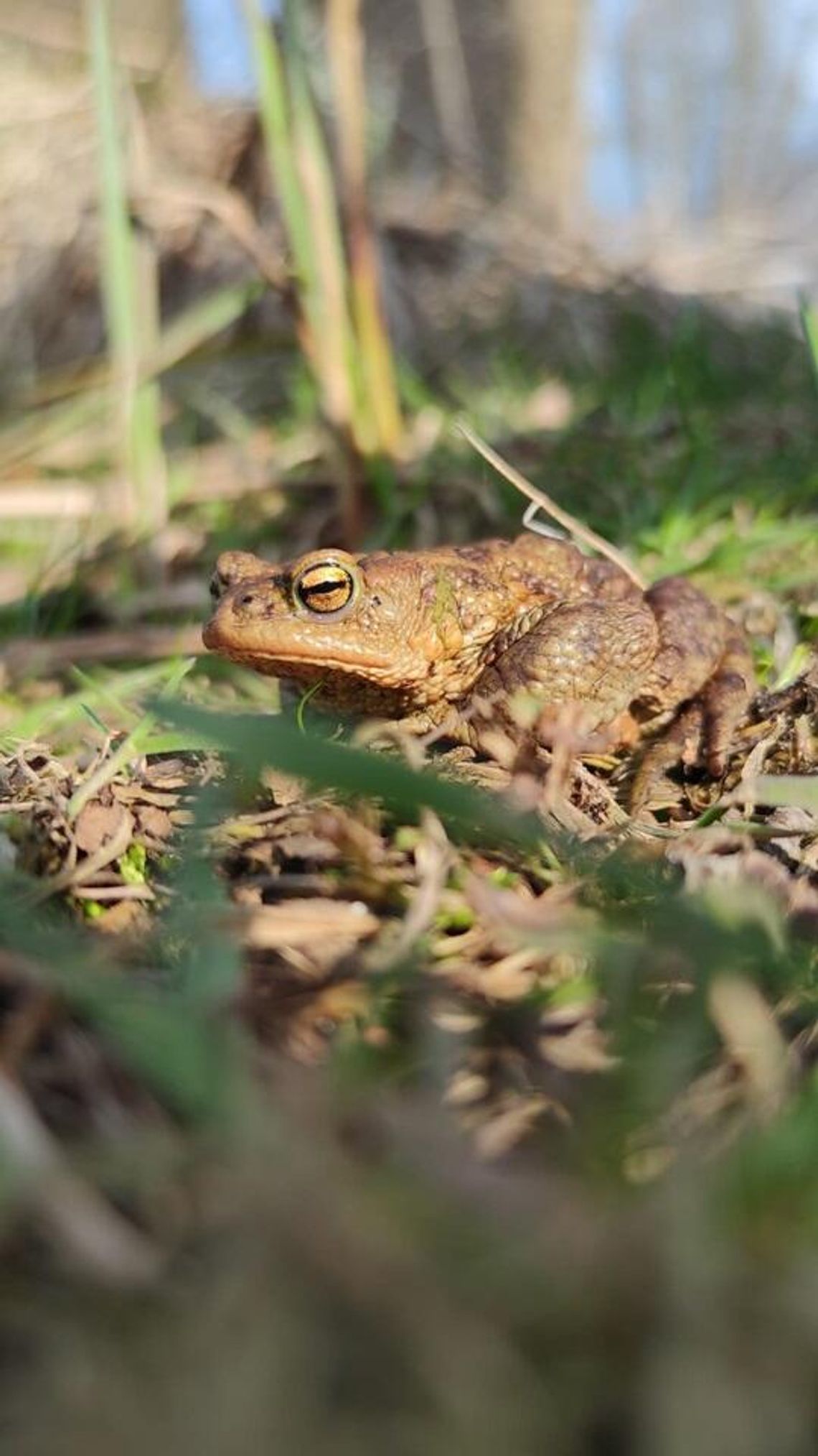 Miasto zaprasza do włączenia się w akcję ratowania migrujących płazów Miasto zaprasza do włączenia się w akcję ratowania migrujących płazów