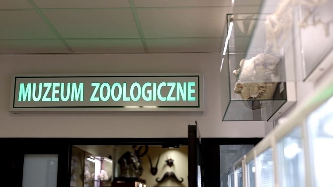 Muzeum Zoologiczne UMCS kończy 75 lat 