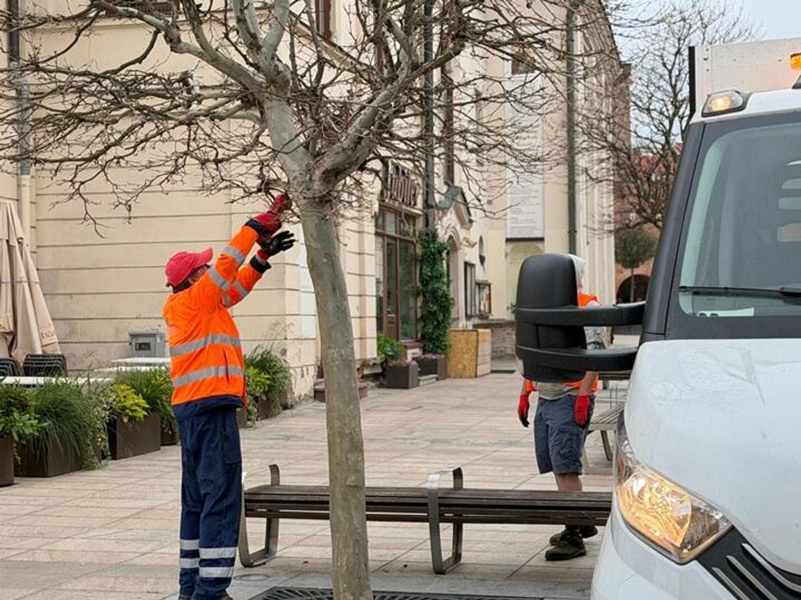 Na lubelskim deptaku ruszyła wymiana drzew. Chore platany zastąpią odporne klony Na lubelskim deptaku ruszyła wymiana drzew. Chore platany zastąpią odporne klony