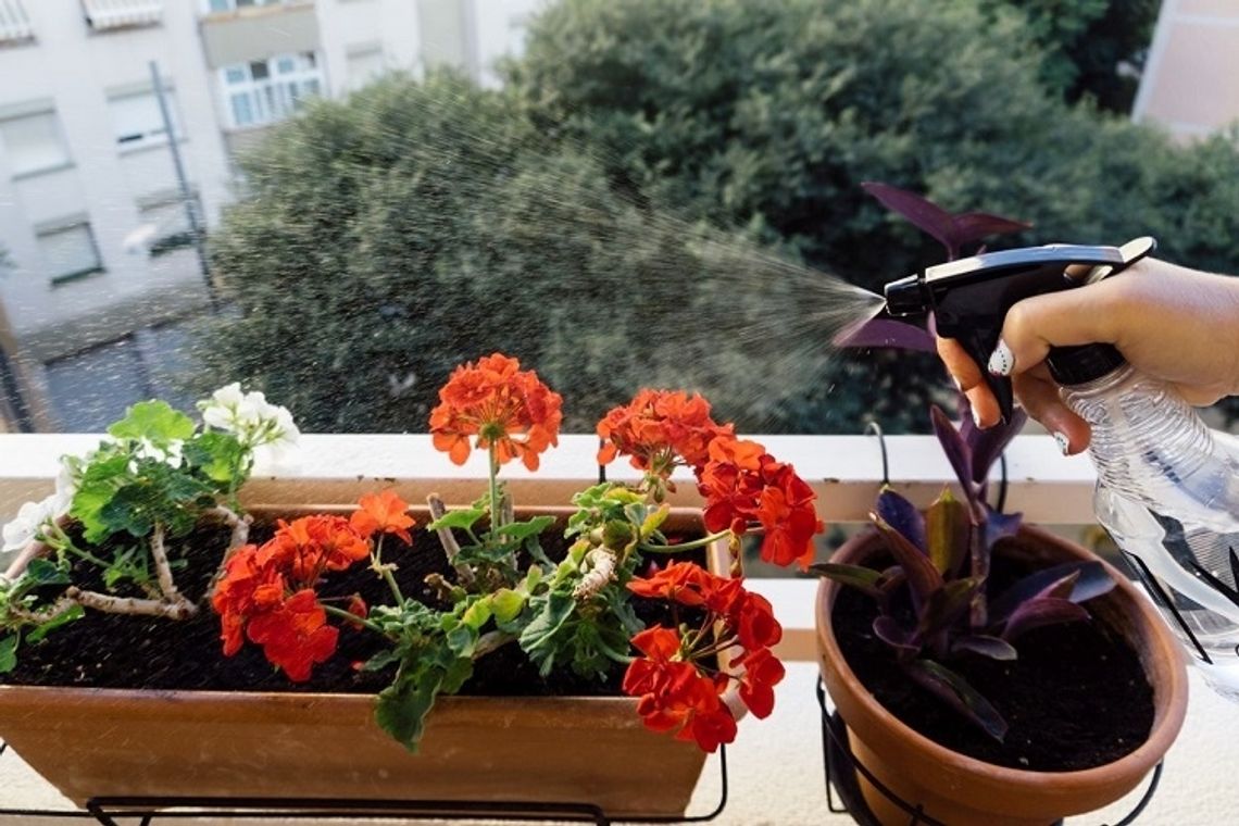 Naturalne sposoby na szkodniki w kwiatach balkonowych