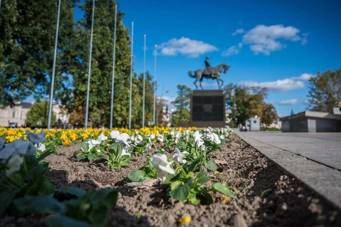 Ozdobne kapusty i wrzosy wracają na jesień!