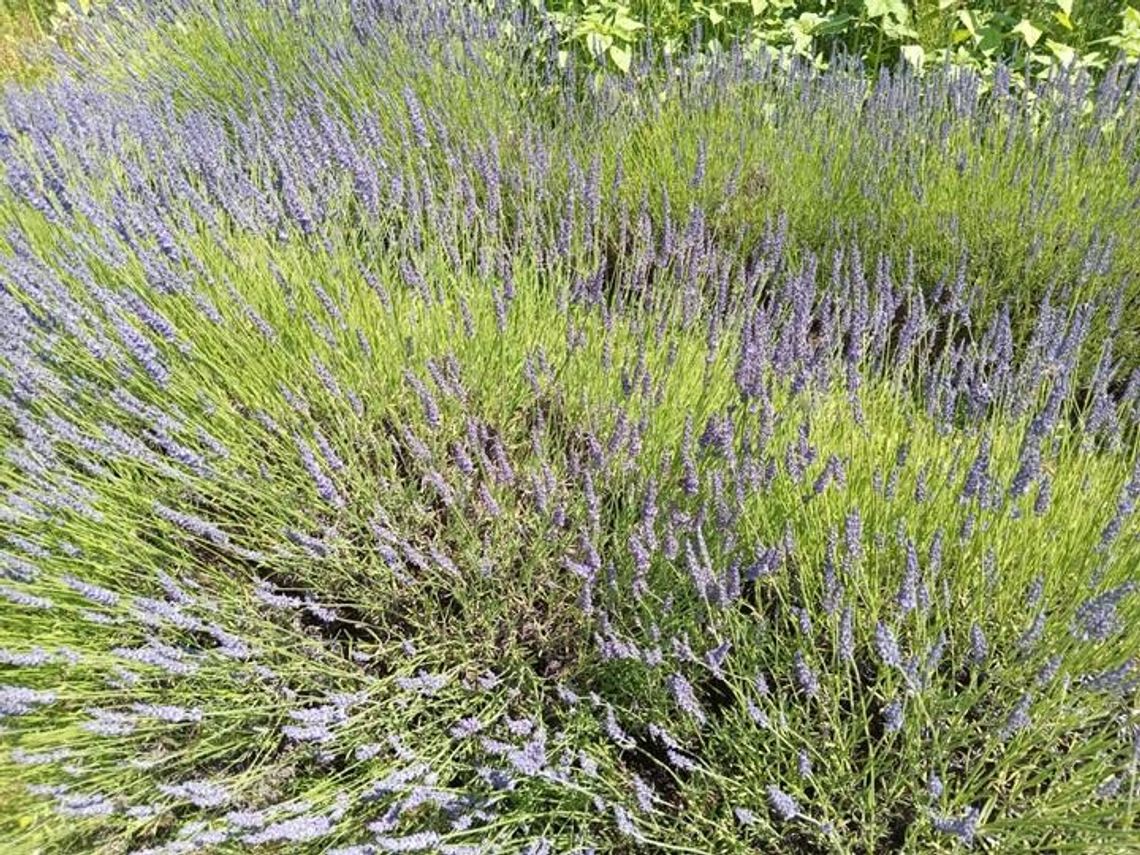 Pomysł na niedzielę - mała Prowansja niedaleko Lublina