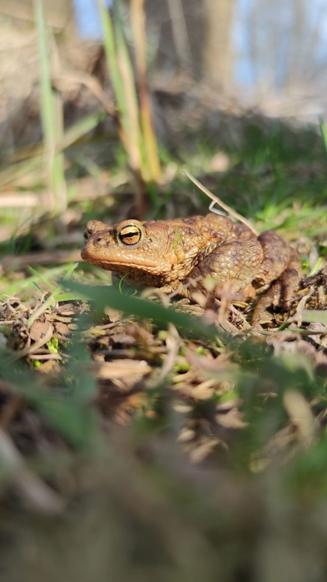 Ratujmy żaby na wiosnę. Akcja w okolicach Zalewu Zemborzyckiego.