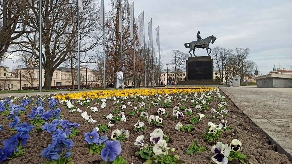 Sadzimy bratki, czyli Lublin w wiosennej odsłonie