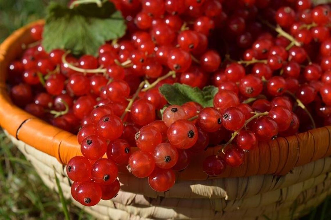 Sezon na czerwone porzeczki trwa. Pięć sprawdzonych przepisów, które warto zrobić jeszcze w lipcu Sezon na czerwone porzeczki trwa. Pięć sprawdzonych przepisów, które warto zrobić jeszcze w lipcu