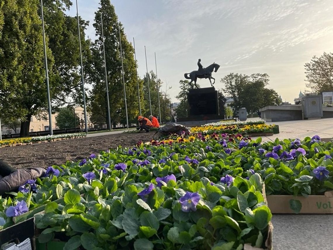 Tysiące bratków ubarwią Lublin. Rozpoczęła się wymiana kwiatów