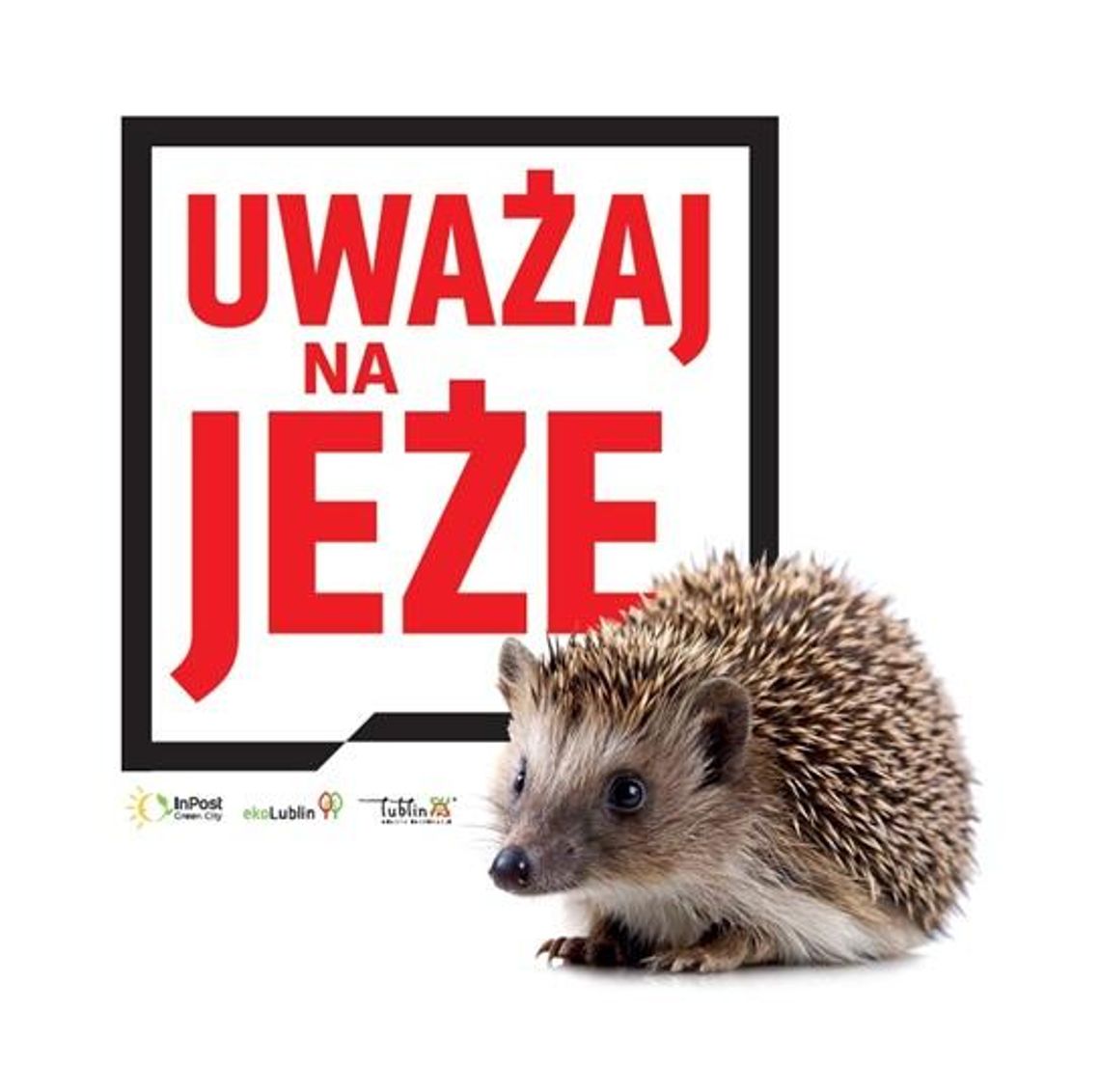 Uważaj na jeże - najmłodsi mieszkańcy Lublina otrzymają karty edukacyjne