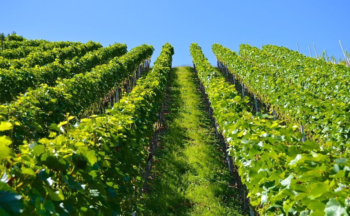 W Polsce jest już ponad 200 winnic. Producenci wina mogą konkurować na europejskim rynku