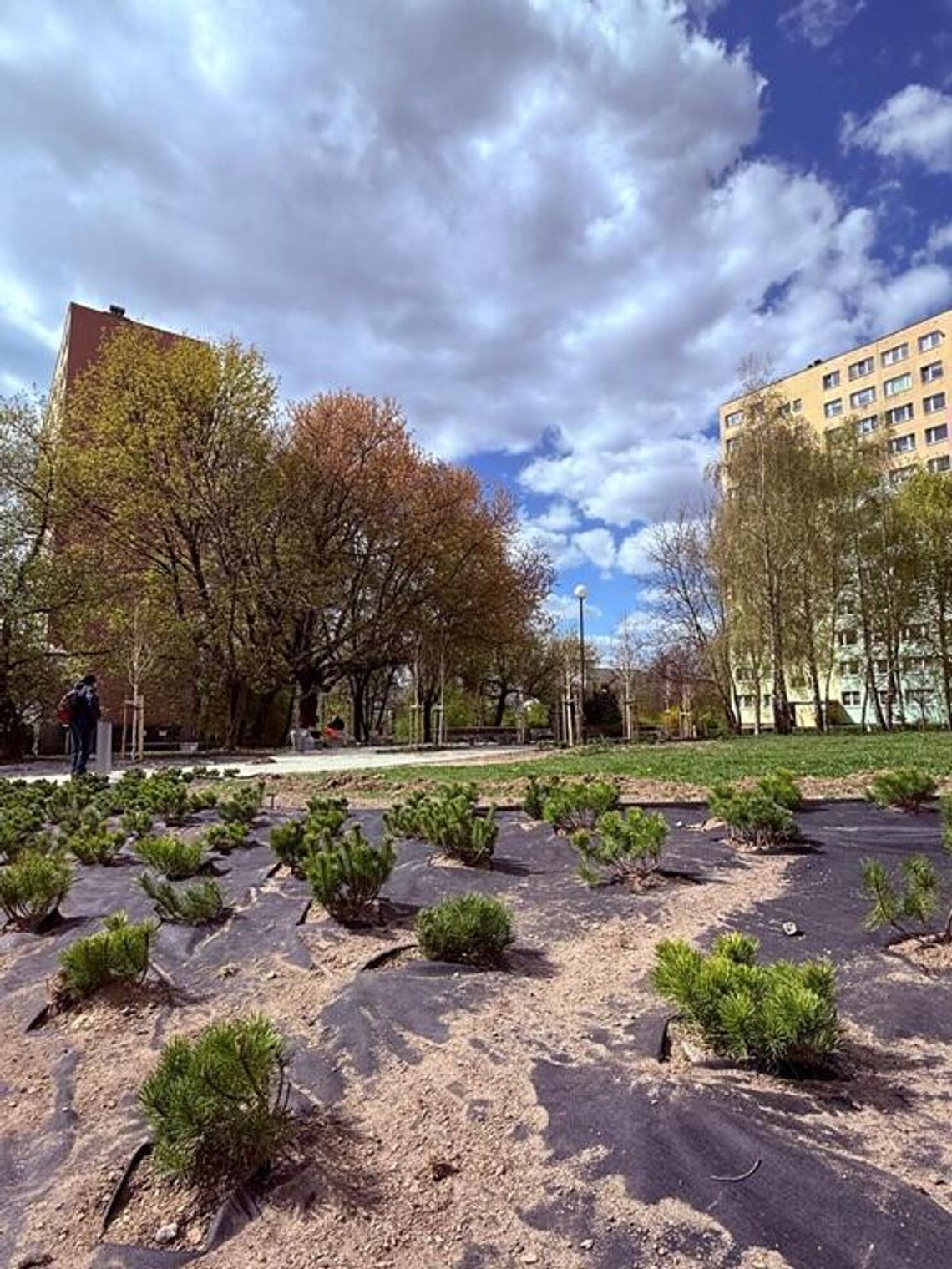 Wiosenne nasadzenia w Lublinie. Skwery przy Radzyńskiej i Herbowej zyskają nowe oblicze