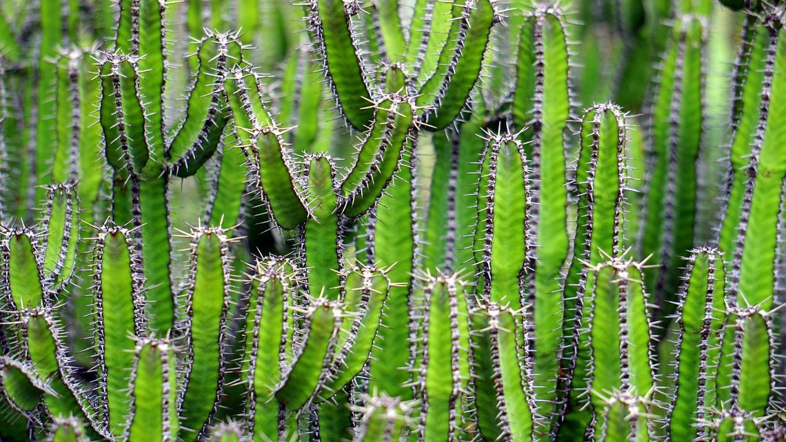 Wystawa kaktusów i innych sukulentów w Ogrodzie Botanicznym UMCS