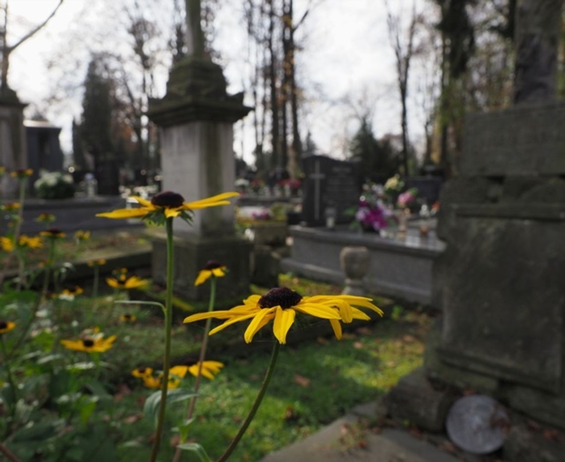 Wyszukiwarka grobów na cmentarzach na Majdanku i ul. Białej
