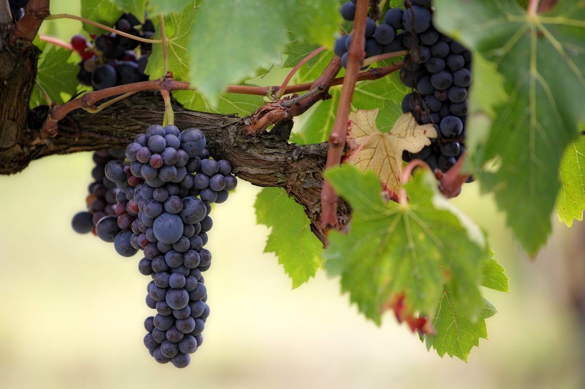 Zapotrzebowanie na polskie wina znacznie przewyższa możliwości produkcyjne winnic. Chcą więc robić je z gruszek, porzeczek i wiśni
