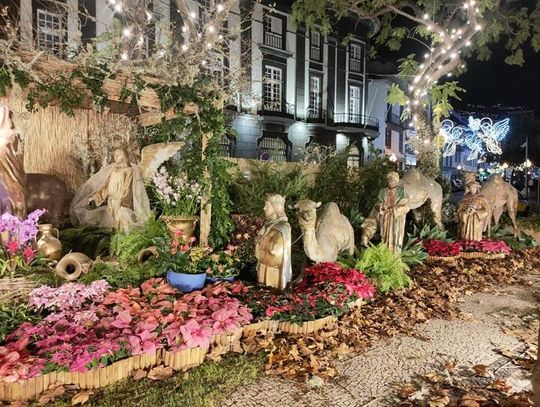 Boże Narodzenie pod palmami. Funchal zachwyca świąteczną iluminacją