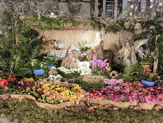 Boże Narodzenie pod palmami. Funchal zachwyca świąteczną iluminacją